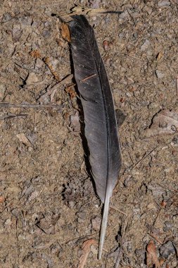 Birds Feather on the Trail, Lake Williams, York County, Pennsylvania, ABD