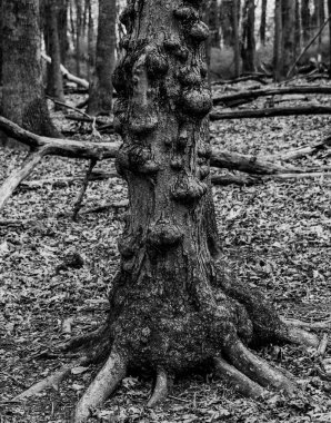 Gnarly Old Tree, Nixon Park, York County, Pennsylvania, ABD