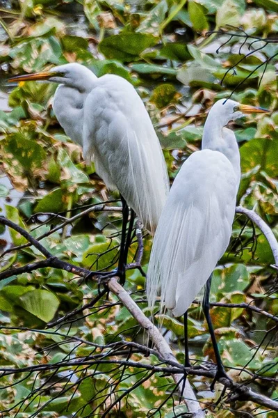 Két Perching Egrets Lake Williams York Megye Pennsylvania Usa — Stock Fotó