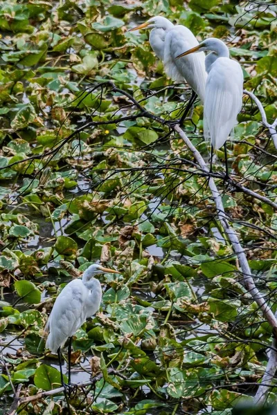 Three Perching Great Egrets Lake Williams York County Pennsylvanie États — Photo