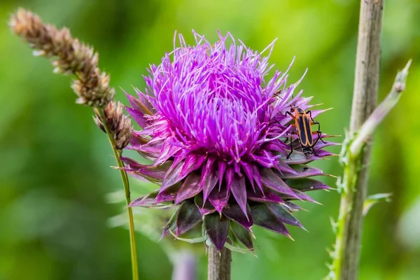 Cirsium Bloom Böcekler Richard Nixon County Park York County Pennsylvania — Stok fotoğraf