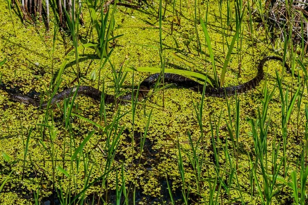 Nerodia Sipedon Common Water Snake William Kain County Park York — Zdjęcie stockowe