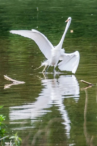 Great Egret Landing Lake William Kain County Park York County — стоковое фото