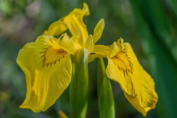 Yellow Iris Bloom Richard Nixon County Park York Cou8Nty Пенсильвания — стоковое фото
