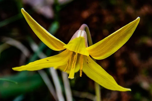 Trout Lily Bloom Una Primavera Dell Europa Nixon Park Contea — Foto Stock