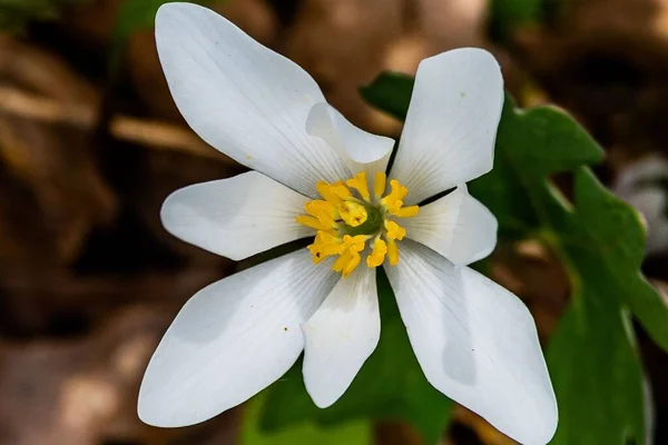 Sezon Son Bloodroot Çiçeği Nixon Park York County Pennsylvania Abd — Stok fotoğraf