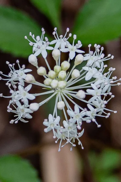 Dwarf Ginseng Nixon Park York County Pennsylvania Abd — Stok fotoğraf