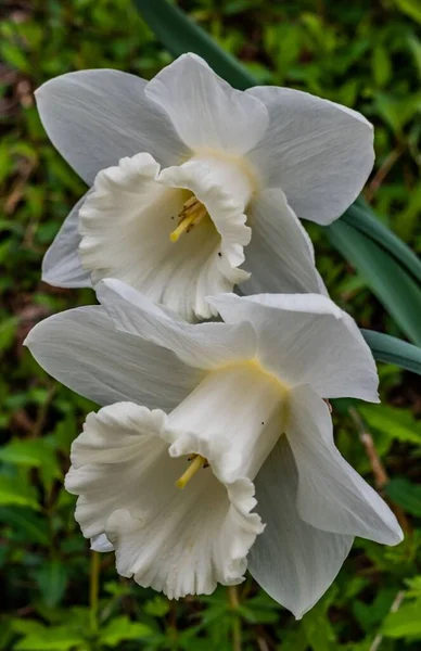White Narcissus Pair Seven Valleys Pennsylvania Verenigde Staten — Stockfoto