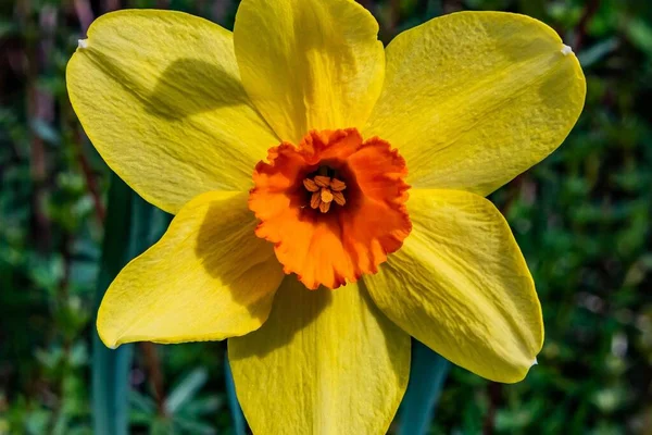Çok Renkli Narcissus Yedi Vadi Pennsylvania Abd — Stok fotoğraf