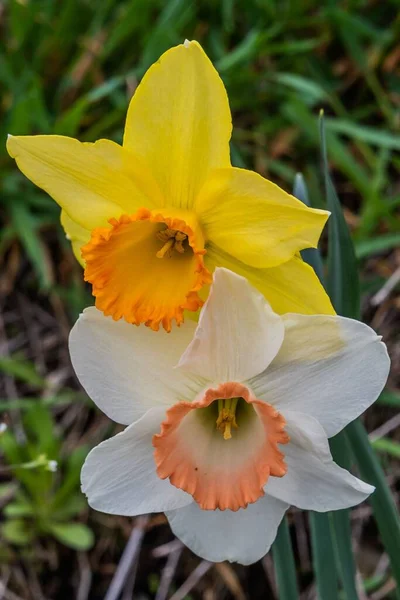 Colagem Multi Colorida Daffodil Sete Vales Pensilvânia Eua — Fotografia de Stock