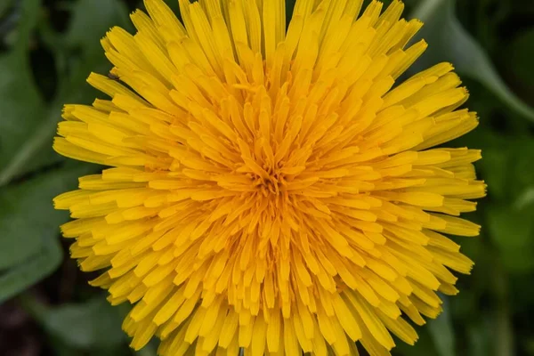 Brilliant Dandelion Seven Valleys Pennsylvania Usa — Stock Photo, Image