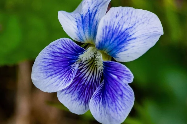 Blue Purple Violet Richard Nixon County Park Pensilvânia Eua — Fotografia de Stock