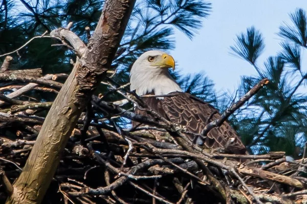 American Eagle Nest York County Pennsylvania Usa — Stockfoto
