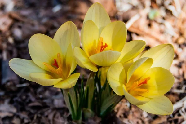 Yellow Crocus Warm Spring Day York County Pennsylvania Usa — Φωτογραφία Αρχείου