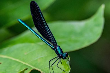 Broad Winged Damselfly, Richard M Nixon County Park, York County, Pennsylvania, ABD