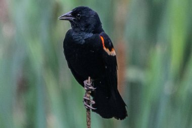 Bataklıkların Hükümdarı krallığını gözlüyor, Richard M Nixon İlçe Parkı, Pennsylvania, ABD