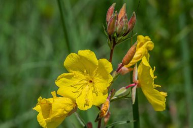 Yaz Başları Wildflower, Pardee Field, Gettysburg Ulusal Askeri Parkı, Pennsylvania ABD