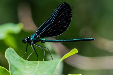 Broad Winged Damselfly, Richard M Nixon County Park, York County, Pennsylvania, ABD