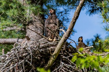 İki Eaglet Yuvada, York County, Pennsylvania, ABD