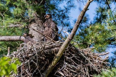 American Eaglet In Nest, York County, Pennsylvania, ABD