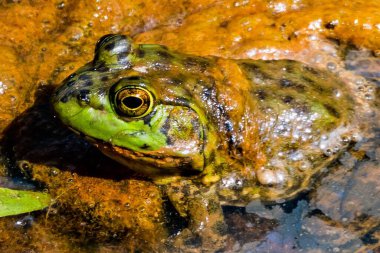 Bullfrog In The Marsh, William Kain County Park, York County, Pennsylvania, ABD