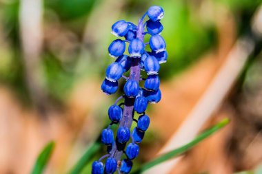 Üzüm Hyacinth, Williams Gölü, York County, Pennsylvania, ABD