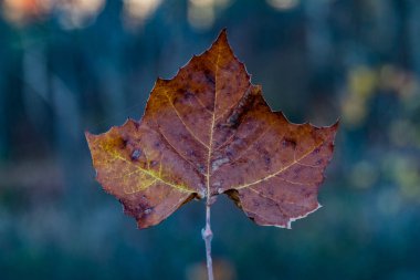 The Final Colors of Autumn, York County, Pennsylvania, ABD