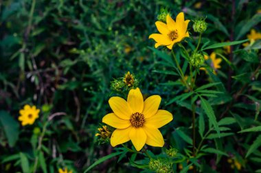 Günaydın Ayçiçekleri, Richard M Nixon County Park, York County, Pennsylvania, ABD