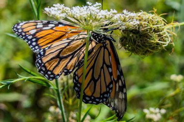 Daucus Carota 'daki Monarch Butterfly, Richard M Nixon County Park, York County, Pennsylvania, ABD