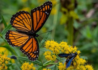 Eşek arısı ve Kelebek Goldenrod, Richard M Nixon County Park, York County, Pennsylvania, ABD