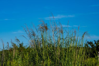 Old Field 'daki Uzun Çimen Tepesi, Richard M Nixon County Park, York County, ABD