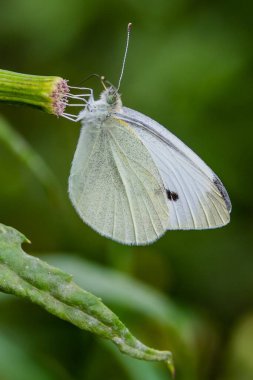 Cabbage Butterfly, Richard M Nixon County Park, York County, Pennsylvania, ABD