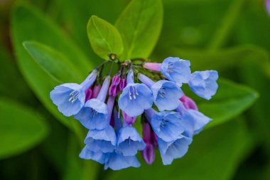 Virginia Bluebell, Powers Hill, Gettysburg Ulusal Askeri Parkı, Pennsylvania, ABD