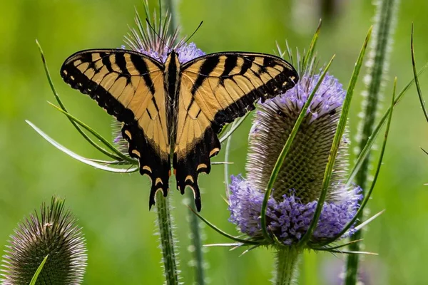 Swallowtail Butterfly Thistle Gettysburg National Military Park Pennsylvania —  Fotos de Stock