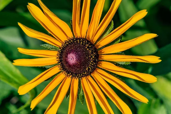 Dwarf Sunflower Richard Nixon County Park York County Pennsylvania Usa — Stock Photo, Image