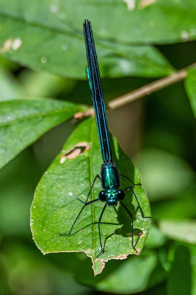 Geniş Kanatlı Kız Sineği (Calopterygidae)
