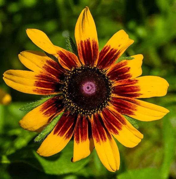 Red Yellow Sunflower Richard Nixon County Park York County Pennsylvania — Stock Photo, Image