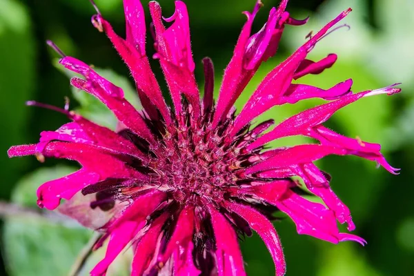 Purple Bee Balm Richard Nixon County Park Condado York Pensilvânia — Fotografia de Stock