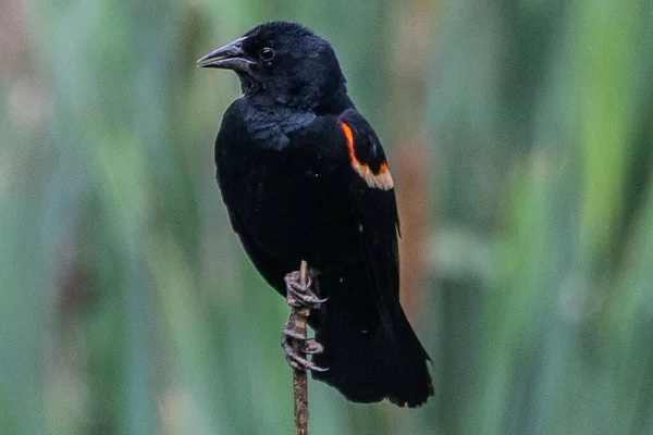 Bataklıkların Hükümdarı krallığını gözlüyor, Richard M Nixon İlçe Parkı, Pennsylvania, ABD