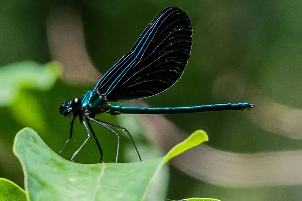 Broad Winged Damselfly, Richard M Nixon County Park, York County, Pennsylvania, ABD