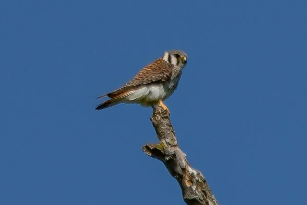 Sparrowhawk Perched Dead Tree Hopewell Recreation Complex York County Pennsylvania — Stockfoto