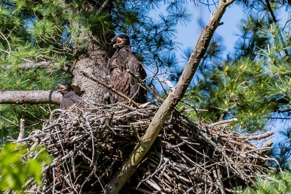 American Eaglet Nest Condado York Pensilvânia Eua — Fotografia de Stock