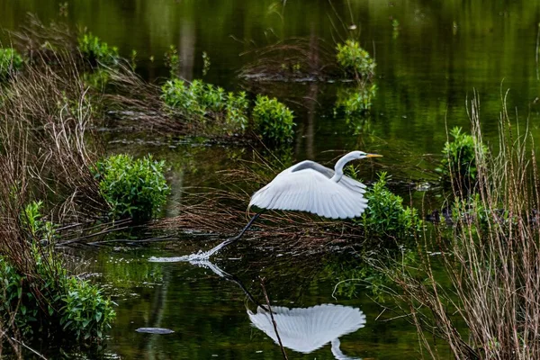Great Egret Flight William Kain County Park York County Pensylwania — Zdjęcie stockowe