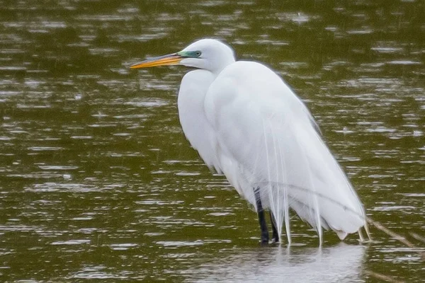 Great Egret Horgászat Esőben William Kain County Park York Megye — Stock Fotó