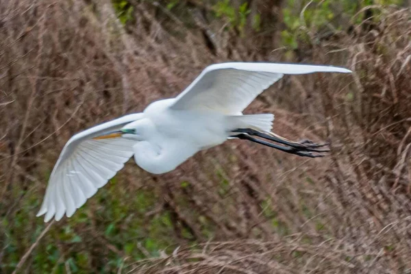 Common Egret Flight William Kain County Park York County ペンシルバニア州 — ストック写真