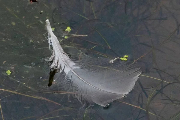 Feather Rain William Kain County Park York County Pennsylvania Usa — Foto Stock