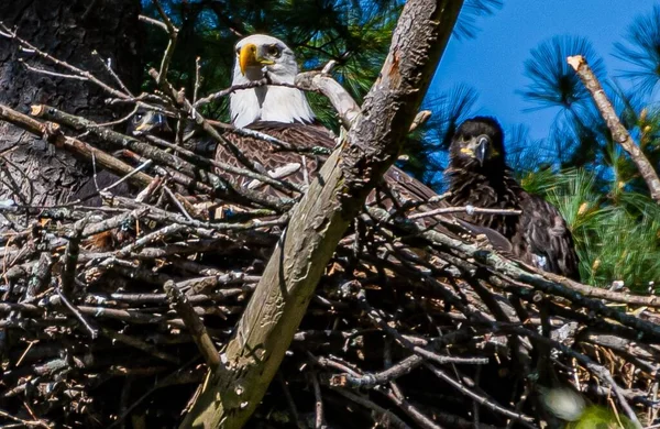 Eagle And Two Eaglets in the Nest, York County, Pennsylvania, ABD