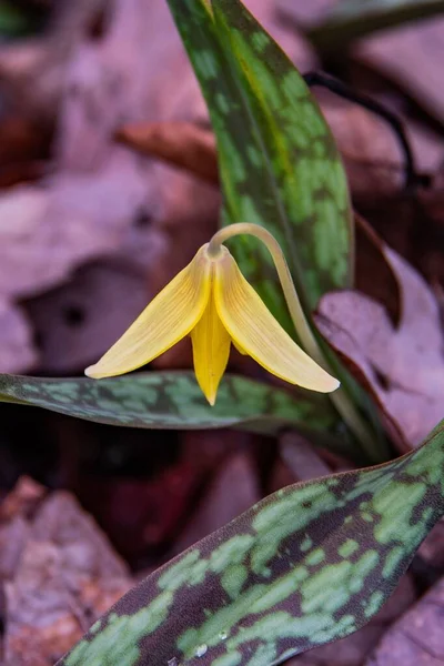 First Trout Lily Bloom Spring Gettysburg National Military Park Pennsylvania — Stockfoto