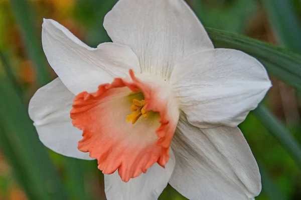 Çok Renkli Daffodil York County Pennsylvania Abd — Stok fotoğraf
