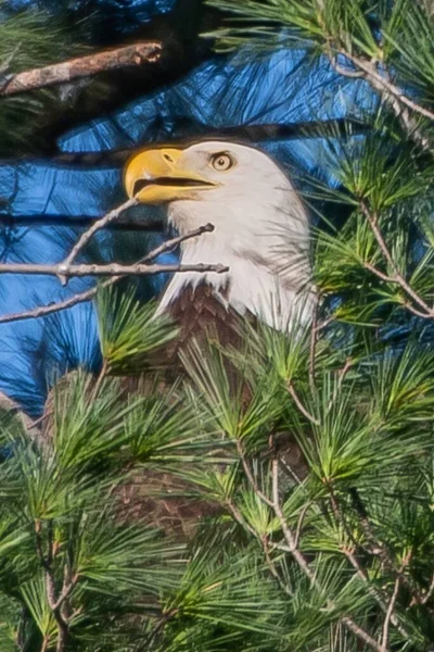 Eagle Nest York County Pennsylvania Usa — Stockfoto